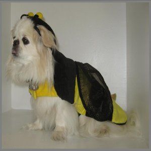 Bumble Bee Pet Costume without Head Piece - Dog Not Included